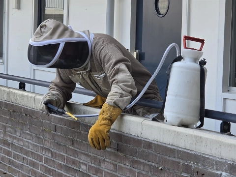 Imker ruimt nest Aziatische hoornaars in de Gorzen na tip bewoner