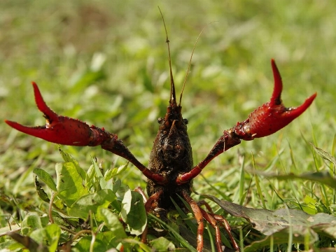 Delfland gaat Amerikaanse rivierkreeft aanpakken