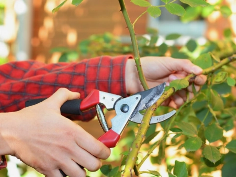 Snoeiroute op 30 oktober
