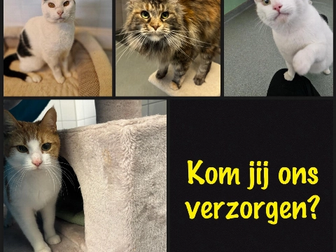 Dierenopvangcentrum: vrijwilliger gezocht voor de katten!