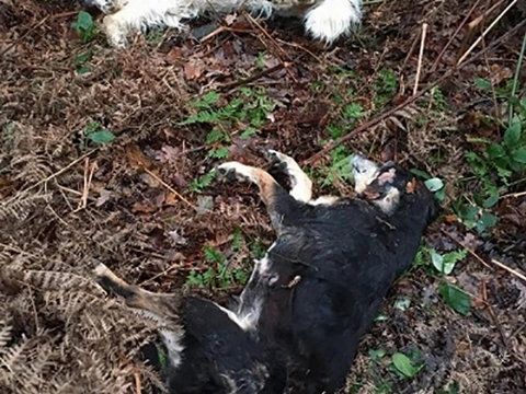 Twee dode honden gedumpt in Limburgse bossen