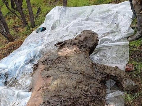 20.000 jaar oude wolharige neushoorn ontdekt in Siberië