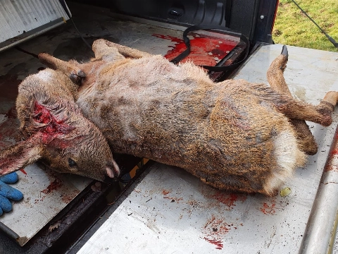 Loslopende honden richten slachtpartij aan in het bos