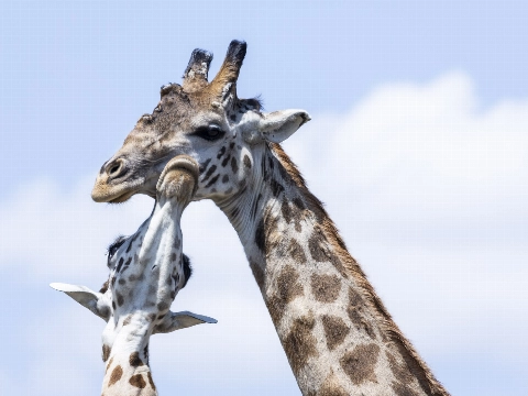 'Euthanasie voor dieren in Diergaarde Blijdorp dreigt'