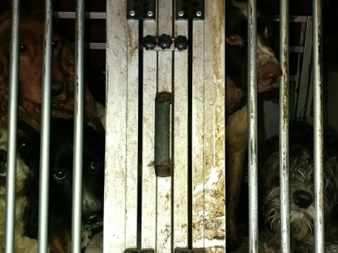 Politie neemt twee zwaar verwaarloosde honden in beslag