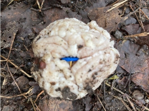 Politie waarschuwt hondenbezitters voor gehaktbal met punaises