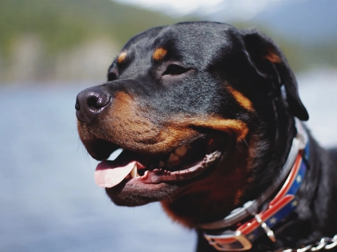 Thor was zo'n aardige hond