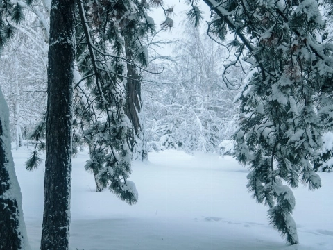 Sneeuw in Limburgse heuvels