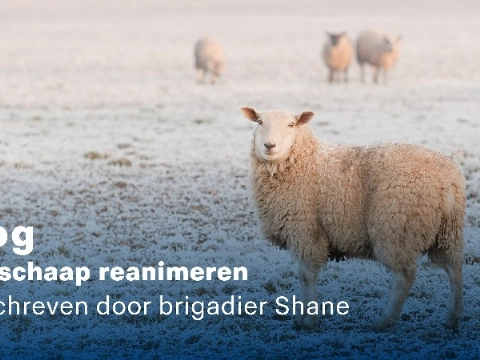 Blog: Een schaap reanimeren