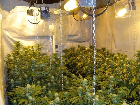 Politie treft hennepkwekerij aan na inbraakmelding