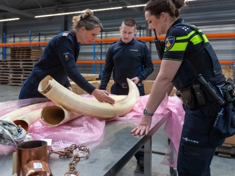 Politie onderzoekt internationale ivoorhandel