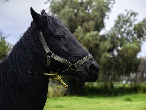 Man koopt zeldzaam zwart paard, blijkt geverfd bruin paard