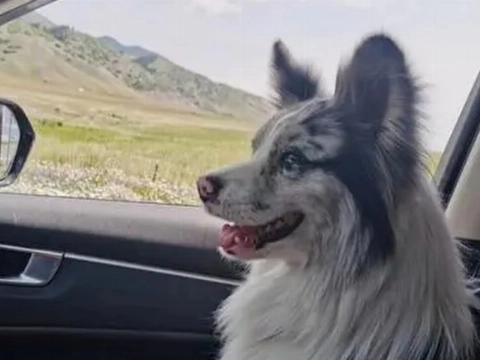 Beroemde Chinese hond ontvoerd, verkocht en opgegeten