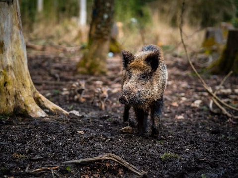 Zoekactie naar vermiste man op Veluwe afgebroken om wolven en everzwijnen