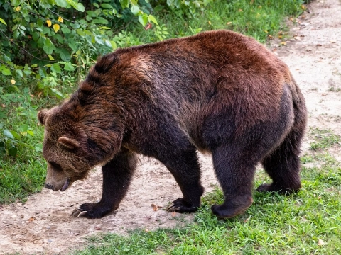Vrouw ontsnapt aan Grizzlybeer tijdens uitlaten hond