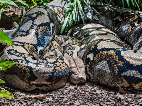 Vrouw (44) sterft na aanval van bijna acht meter lange python