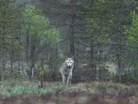 Zoekactie naar vermiste man op Veluwe afgebroken om wolven