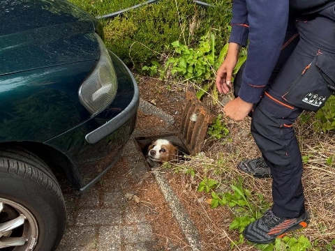 Vermiste hond levend teruggevonden in rioolput