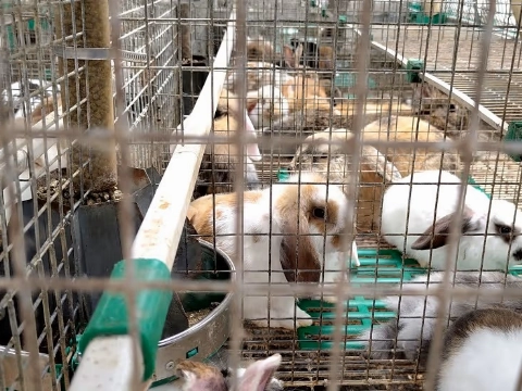 NVWA haalt honderden konijnen en honden weg bij fokker