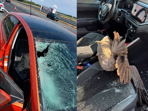 Gans vliegt door voorruit van auto tijdens rit over snelweg