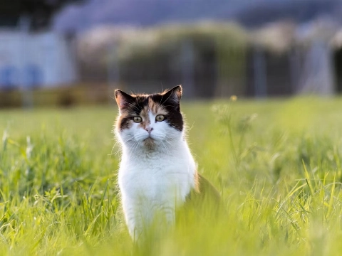 Provincie Overijssel wil zwerfkatten doodschieten, dierenbeschermingsorganisaties starten petitie