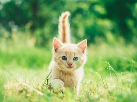 Kitten kruipt onder auto en zet vier hulpdiensten aan het werk