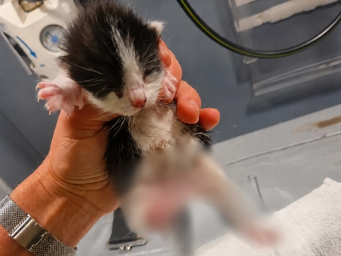 Twee pasgeboren kittens verminkt en gedumpt bij afvalcontainer in Amsterdam