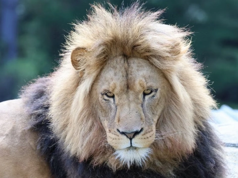 Nieuwe leeuw dierentuin onverwacht overleden