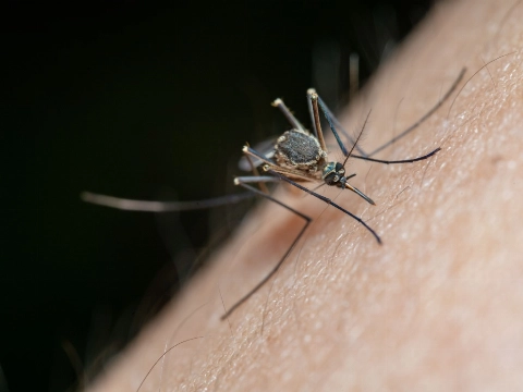 Eerste patiënt overleden na in Nederland opgelopen besmetting met westnijlvirus