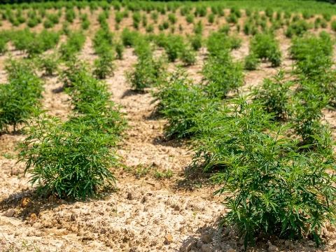 Bijzondere oogst achter supermarkt: honderd wietplanten gevonden