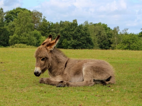Vermist ezeltje van 2 weken oud doodgeschoten teruggevonden