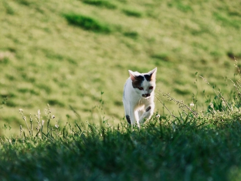 Al meer dan 700 katten doodgeschoten in Friesland