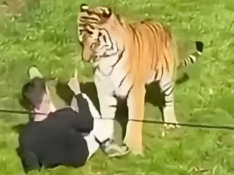 Man gedood door tijger nadat hij verblijf in Engels dierenpark binnengaat