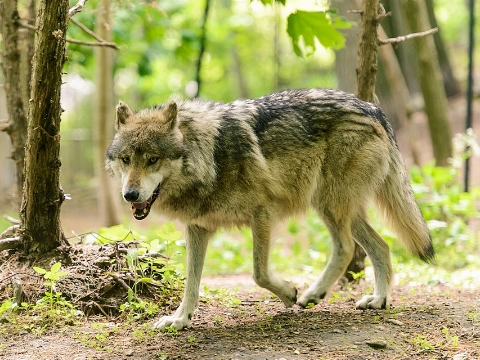 Meisje (8) zwaargewond na aanval van wolf in dierenpark