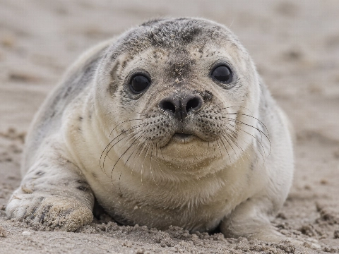 Faillissement dreigt voor Zeehondencentrum Pieterburen, opvang en veertig banen in gevaar