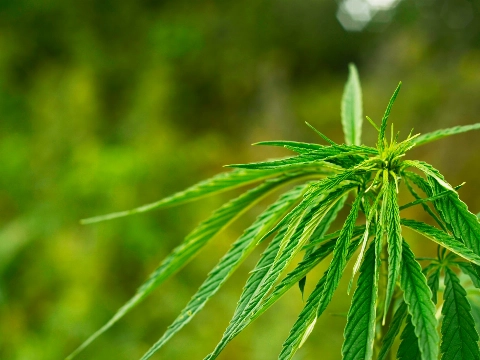 Politie vindt hennep na inval in woning