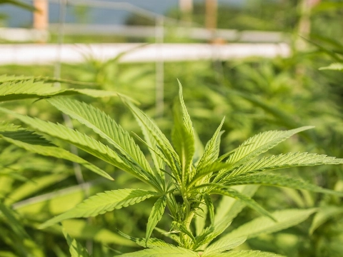 Hennepkwekerij ontdekt in bedrijfspand, 33-jarige man aangehouden