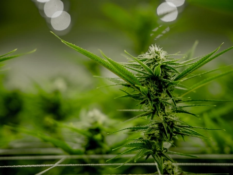 Hennepkwekerij ontdekt door wateroverlast