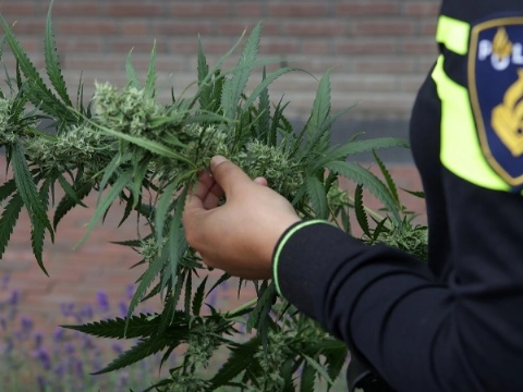 Handgranaten en vuurwapen gevonden in hennepkwekerij