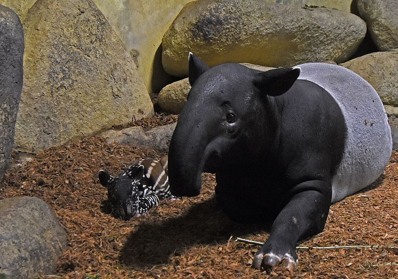 okpasgeboren_tapir_met_moeder_pooh_in_diergaarde_blijdorp.jpg